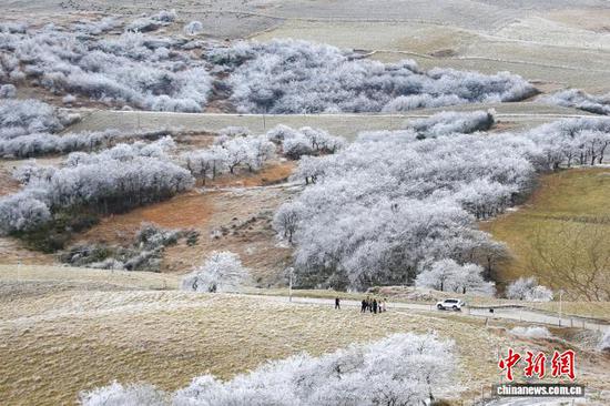 1月8日,贵州省毕节市威宁彝族回族苗族自治县雪山镇灼甫草场出现雾凇景象。沈光勇 摄 1月8日,贵州省毕节市威宁彝族回族苗族自治县雪山镇灼甫草场出现雾凇景象。沈光勇 摄