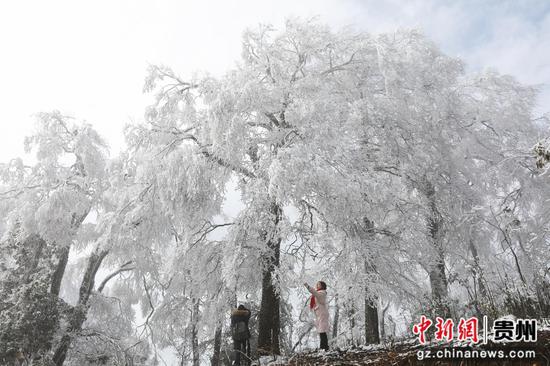 1月6日,在贵州省剑河县南哨镇老山界拍摄的雾凇景观。 万文杰 摄 1月6日,在贵州省剑河县南哨镇老山界拍摄的雾凇景观。 万文杰 摄