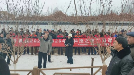 葉城縣：科技之冬潤(rùn)田疇 修剪技術(shù)促增收