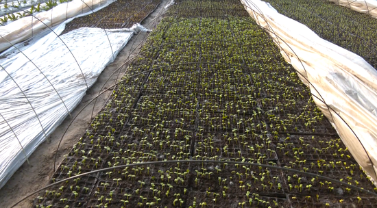 1b1e14b75872ce01f8d6103d47667c14