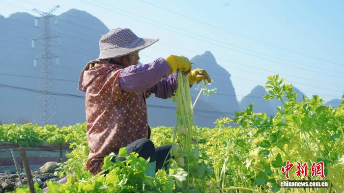 广西罗城：冬闲田变“菜园子”