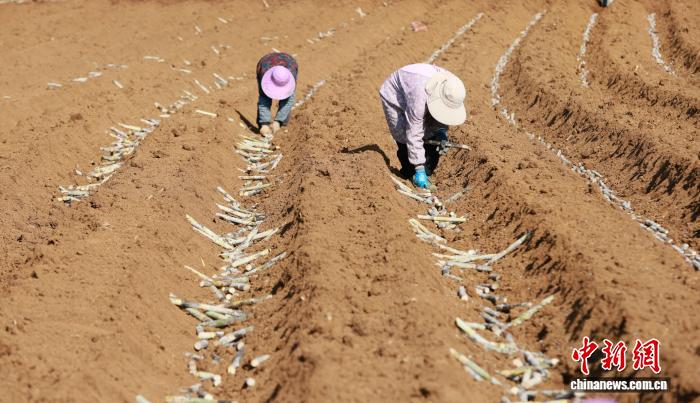 广西柳城蔗农冬日“蔗”里忙