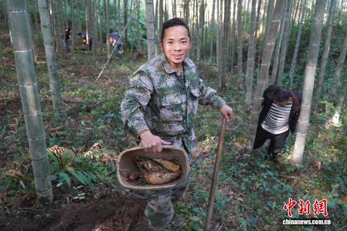 广西苗乡上演“竹林淘金”