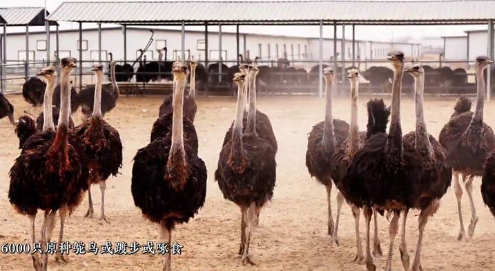 新疆洛浦：鴕鳥養(yǎng)殖產(chǎn)業(yè)興 鄉(xiāng)村發(fā)展有動(dòng)能