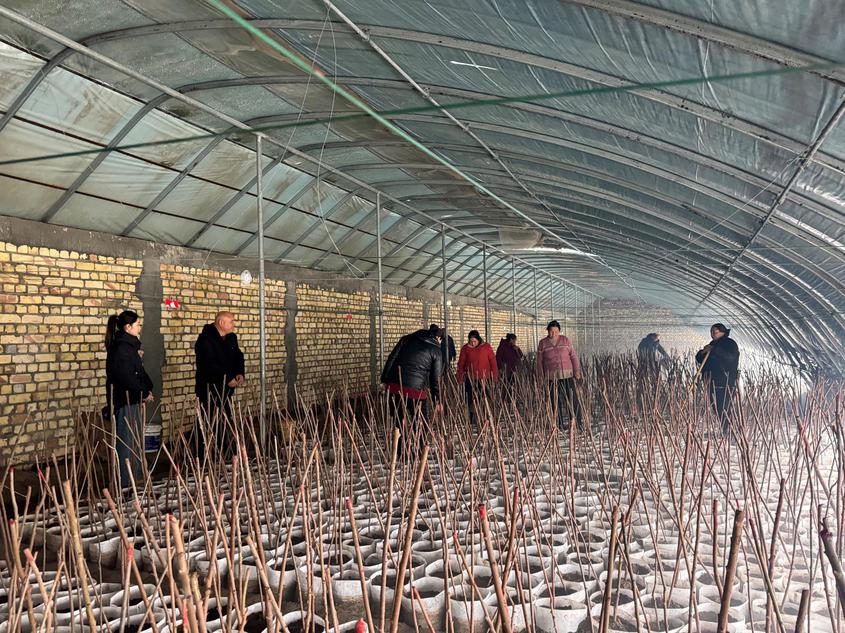 溫室大棚育新苗 兩萬(wàn)胡楊待春栽