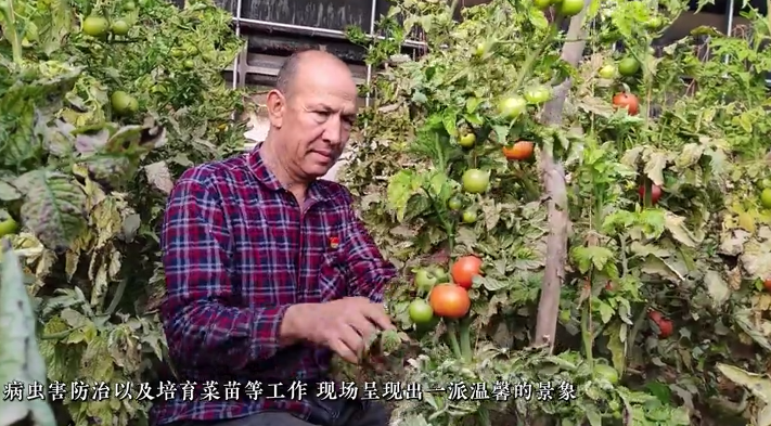 新疆洛浦：農(nóng)技人員“蹲點(diǎn)”大棚守護(hù)“菜籃子”