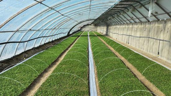 棚內(nèi)溫暖如春，翠綠的甜葉菊幼苗長(zhǎng)勢(shì)喜人。亞森·吐蓀 攝