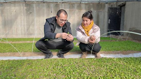 技術(shù)人員在查看甜葉菊幼苗生長(zhǎng)情況。亞森·吐蓀 攝