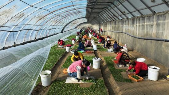 工人們正忙著移栽甜葉菊苗。亞森·吐蓀 攝