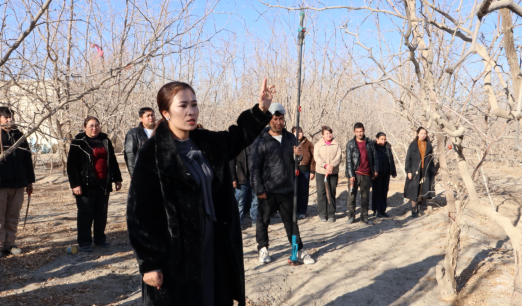 教師在林果基地現(xiàn)場講解果樹修剪實操技巧。