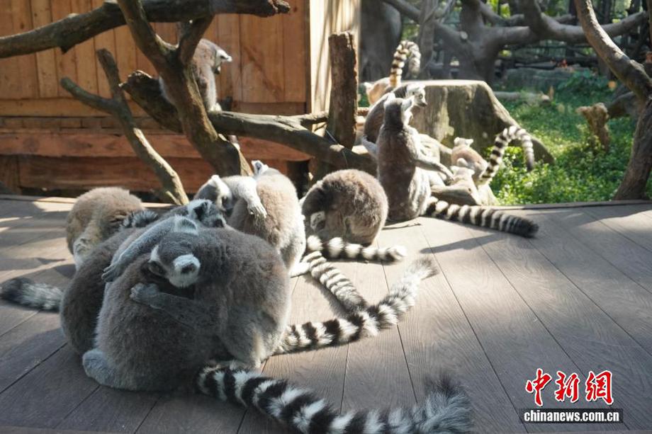 广西南宁：动物“花式”过冬