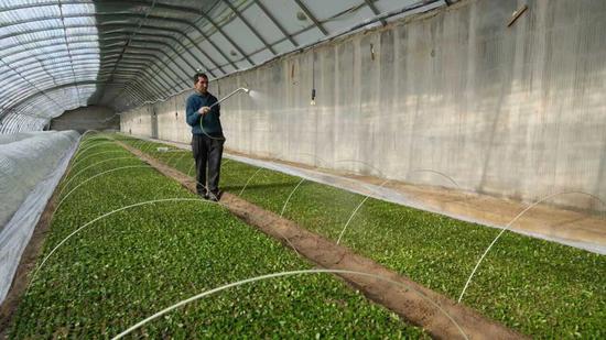 工人正忙著給甜葉菊幼苗澆水。阿不都拉·買(mǎi)買(mǎi)提明 攝