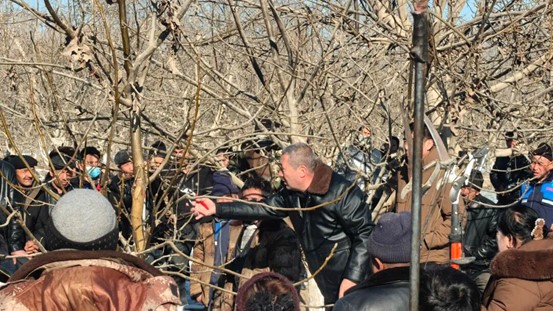 葉城縣開(kāi)展“科技之冬”核桃修剪培訓(xùn)