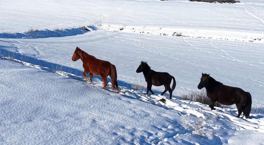 吉木薩爾縣：銀裝林海 駿馬踏雪