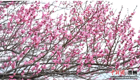 贵州省松桃苗族自治县的社会主义核心价值观主题公园内,数株梅花凌寒绽放。 贵州省松桃苗族自治县的社会主义核心价值观主题公园内,数株梅花凌寒绽放。