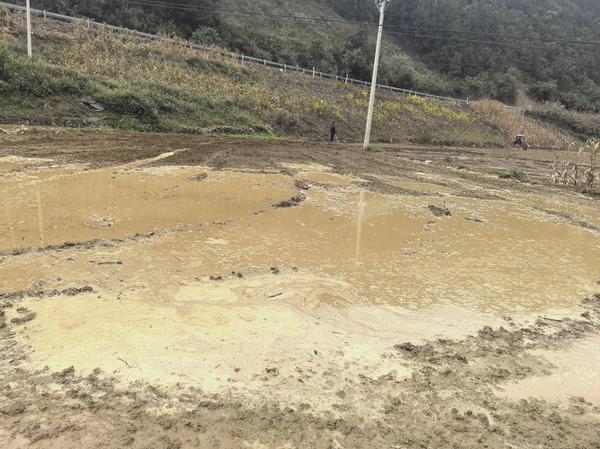 图为烟田泡水作业现场。罗寿鸿 摄