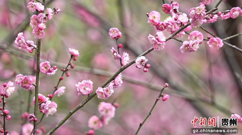 贵州省松桃苗族自治县的社会主义核心价值观主题公园内,数株梅花凌寒绽放。 贵州省松桃苗族自治县的社会主义核心价值观主题公园内,数株梅花凌寒绽放。