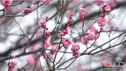 贵州省松桃苗族自治县的社会主义核心价值观主题公园内,数株梅花凌寒绽放。 贵州省松桃苗族自治县的社会主义核心价值观主题公园内,数株梅花凌寒绽放。