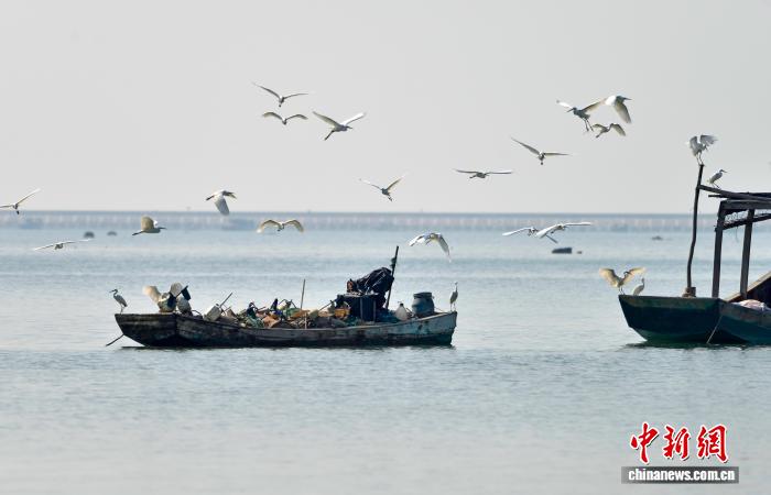 广西北海：越冬候鸟云集海边 尽显自然之美