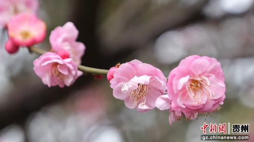 贵州省松桃苗族自治县的社会主义核心价值观主题公园内,数株梅花凌寒绽放。 贵州省松桃苗族自治县的社会主义核心价值观主题公园内,数株梅花凌寒绽放。