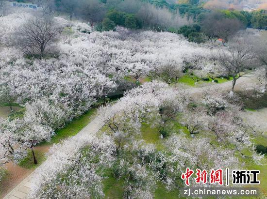 超山梅花。 临平区委宣传部供图 超山梅花。 临平区委宣传部供图