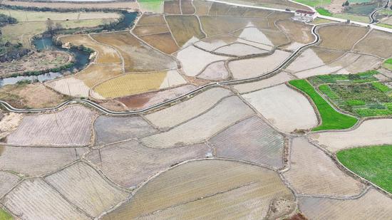 惠水县芦山镇花鱼村茭白种植 惠水县芦山镇花鱼村茭白种植