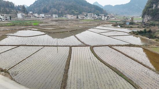 惠水县芦山镇花鱼村茭白种植 惠水县芦山镇花鱼村茭白种植