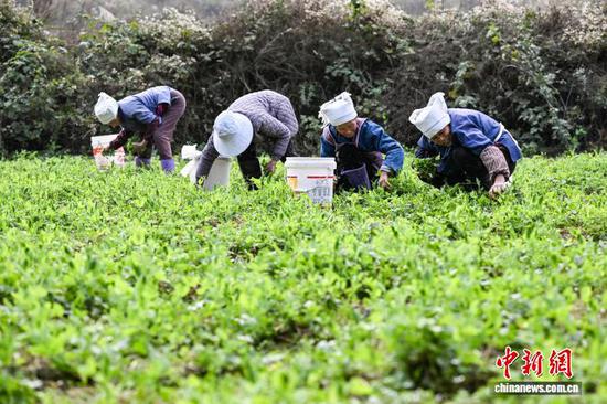 工人在贵州省黔南州龙里县湾滩河镇园区村种植基地采摘豌豆尖。中新社记者 瞿宏伦 摄 工人在贵州省黔南州龙里县湾滩河镇园区村种植基地采摘豌豆尖。中新社记者 瞿宏伦 摄