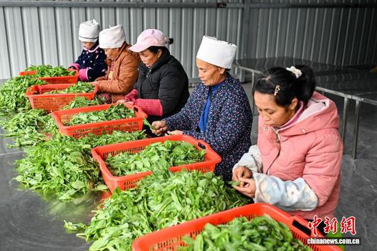 工人在贵州省黔南州龙里县湾滩河镇园区村加工点加工豌豆尖。中新社记者 瞿宏伦 摄 工人在贵州省黔南州龙里县湾滩河镇园区村加工点加工豌豆尖。中新社记者 瞿宏伦 摄