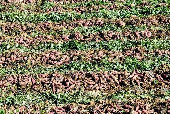 台江县台盘乡棉花村产出的高山紫薯(张奎摄) 台江县台盘乡棉花村产出的高山紫薯(张奎摄)