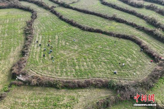 工人在贵州省黔南州龙里县湾滩河镇园区村种植基地采摘豌豆尖。(无人机照片)中新社记者 瞿宏伦 摄 工人在贵州省黔南州龙里县湾滩河镇园区村种植基地采摘豌豆尖。(无人机照片)中新社记者 瞿宏伦 摄