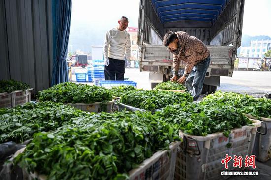 收购商(右)在贵州省黔南州龙里县湾滩河镇园区村将加工后的豌豆尖装车。中新社记者 瞿宏伦 摄 收购商(右)在贵州省黔南州龙里县湾滩河镇园区村将加工后的豌豆尖装车。中新社记者 瞿宏伦 摄