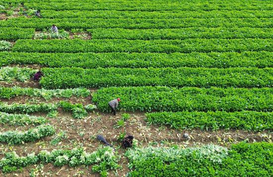 村民在采收雪里蕻。钟璐 摄 村民在采收雪里蕻。钟璐 摄