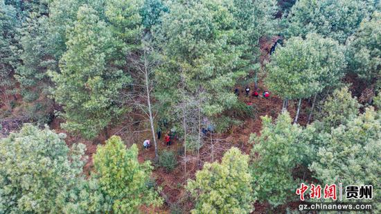 赫章县罗州镇天麻基地。 谢永奇摄 赫章县罗州镇天麻基地。 谢永奇摄
