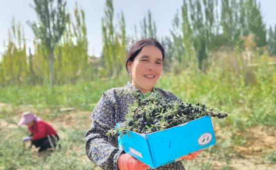 村民在黑枸杞试验田里采收。