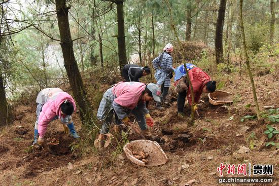 2026年1月14日,赫章县罗州镇海子村,务工群众正在采挖天麻。陈永鹏摄 2026年1月14日,赫章县罗州镇海子村,务工群众正在采挖天麻。陈永鹏摄