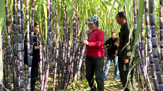 优质的甘蔗口碑相传,吸引了周边各地顾客纷至沓来深入蔗林之中,亲手挑选心仪的甘蔗,体验采摘乐趣。 优质的甘蔗口碑相传,吸引了周边各地顾客纷至沓来深入蔗林之中,亲手挑选心仪的甘蔗,体验采摘乐趣。