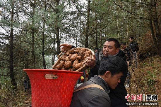 2026年1月14日,赫章县罗州镇海子村,天麻种植带头人把一撮箕天麻倒在萝筐里。陈永鹏摄 2026年1月14日,赫章县罗州镇海子村,天麻种植带头人把一撮箕天麻倒在萝筐里。陈永鹏摄