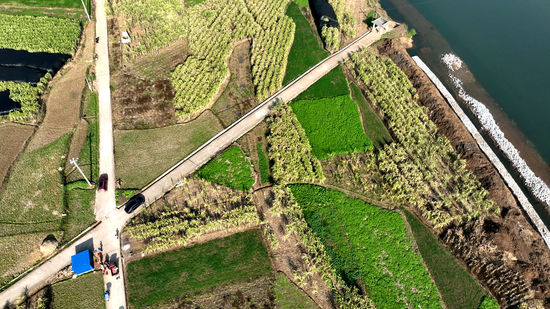 马场镇湾寨村甘蔗种植基地 马场镇湾寨村甘蔗种植基地
