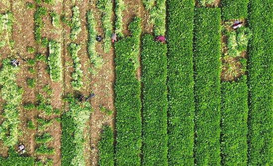 村民在采收雪里蕻。钟璐 摄 村民在采收雪里蕻。钟璐 摄