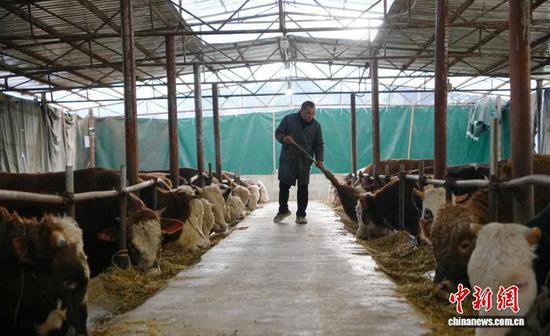 2026年1月13日,贵州省德江县平原镇坳田村的村民在清理牛棚。中新社记者 周燕玲 摄 2026年1月13日,贵州省德江县平原镇坳田村的村民在清理牛棚。中新社记者 周燕玲 摄