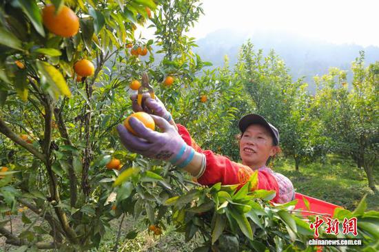 图为村民在采摘沃柑。李鹤 摄 图为村民在采摘沃柑。李鹤 摄