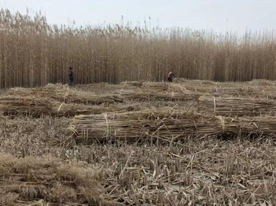 村民收割芦苇。