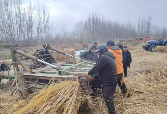 村民切割芦苇。