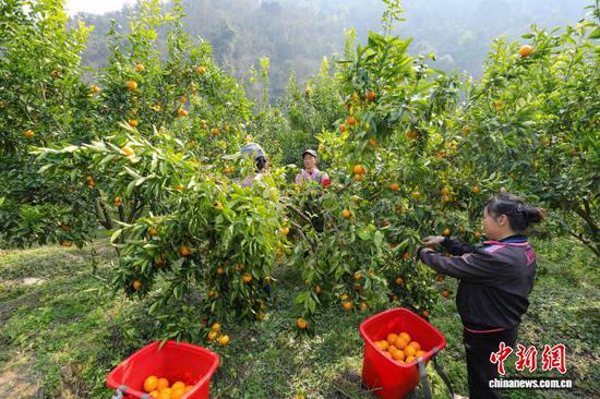 图为村民在采摘沃柑。李鹤 摄 图为村民在采摘沃柑。李鹤 摄