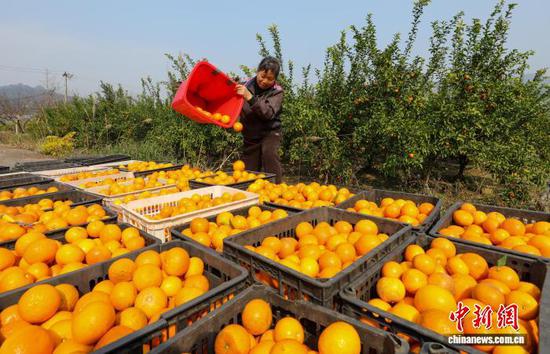 图为村民把采摘的沃柑进行装筐。李鹤 摄 图为村民把采摘的沃柑进行装筐。李鹤 摄