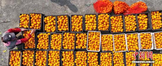 图为村民对采摘的沃柑进行分拣装筐。李鹤 摄 图为村民对采摘的沃柑进行分拣装筐。李鹤 摄