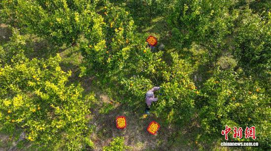 图为村民在采摘沃柑。李鹤 摄 图为村民在采摘沃柑。李鹤 摄