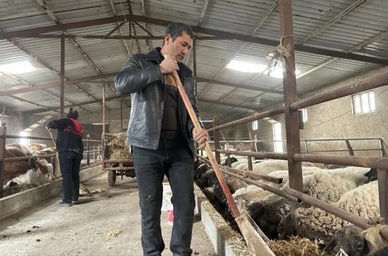 如孜买买提与苏地尼沙夫妇在圈舍里忙碌。