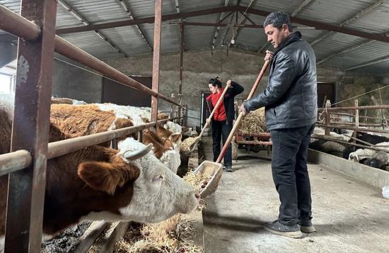 如孜买买提与苏地尼沙夫妇正在给牛投喂饲草料。